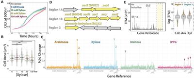 A sweet new set of inducible and constitutive promoters in Haloferax volcanii